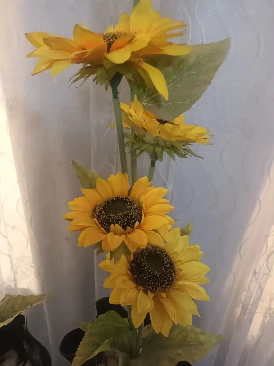 گل زیبای آفتاب گردون|گل مصنوعی|یاسوج, |دیوار