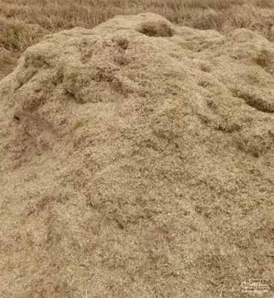 کاه ماش درجه یک|حیوانات مزرعه|کوهدشت, |دیوار