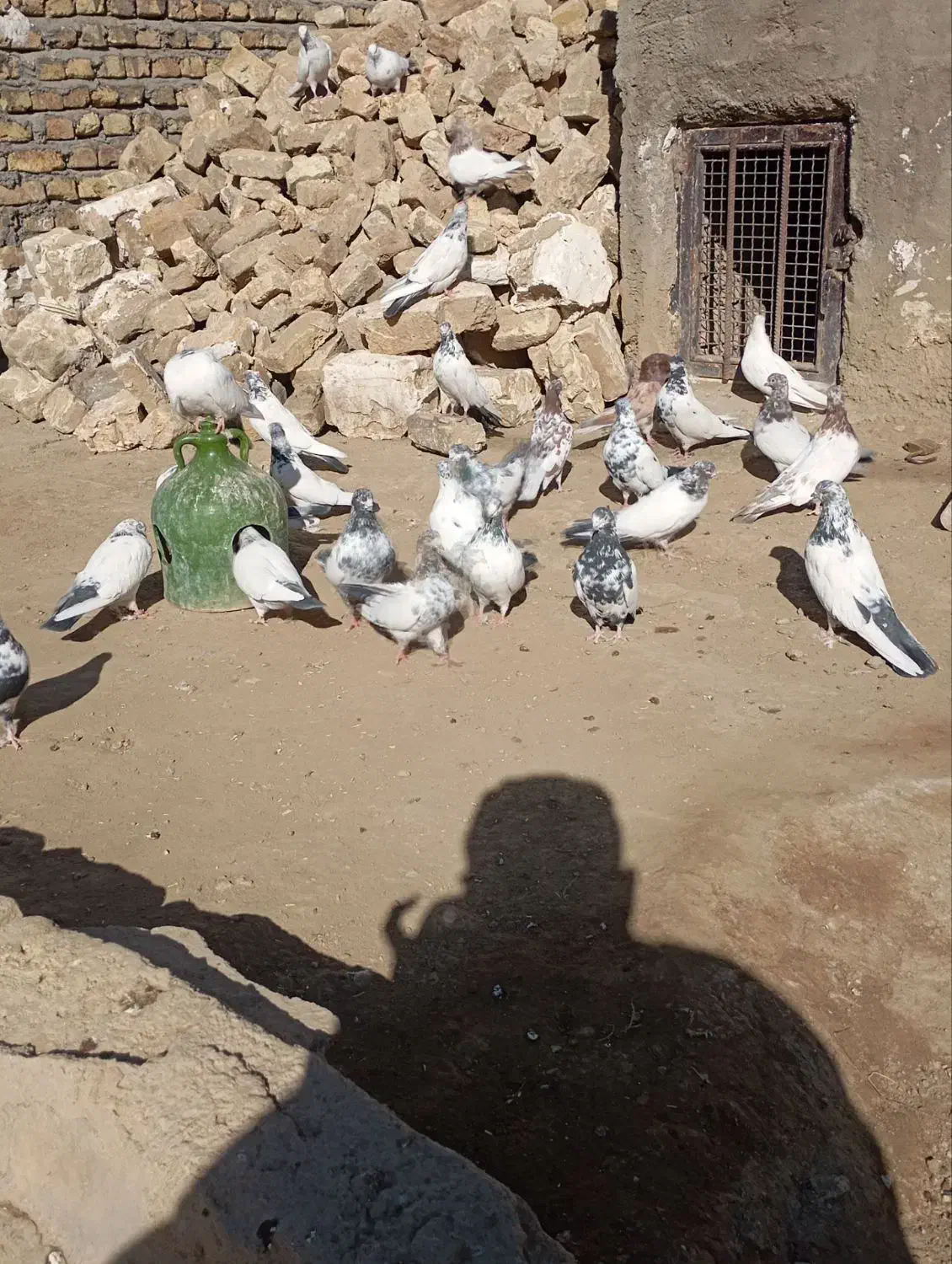 کفتر یا کبوتر برای نگه داری|پرنده|ملایر, |دیوار