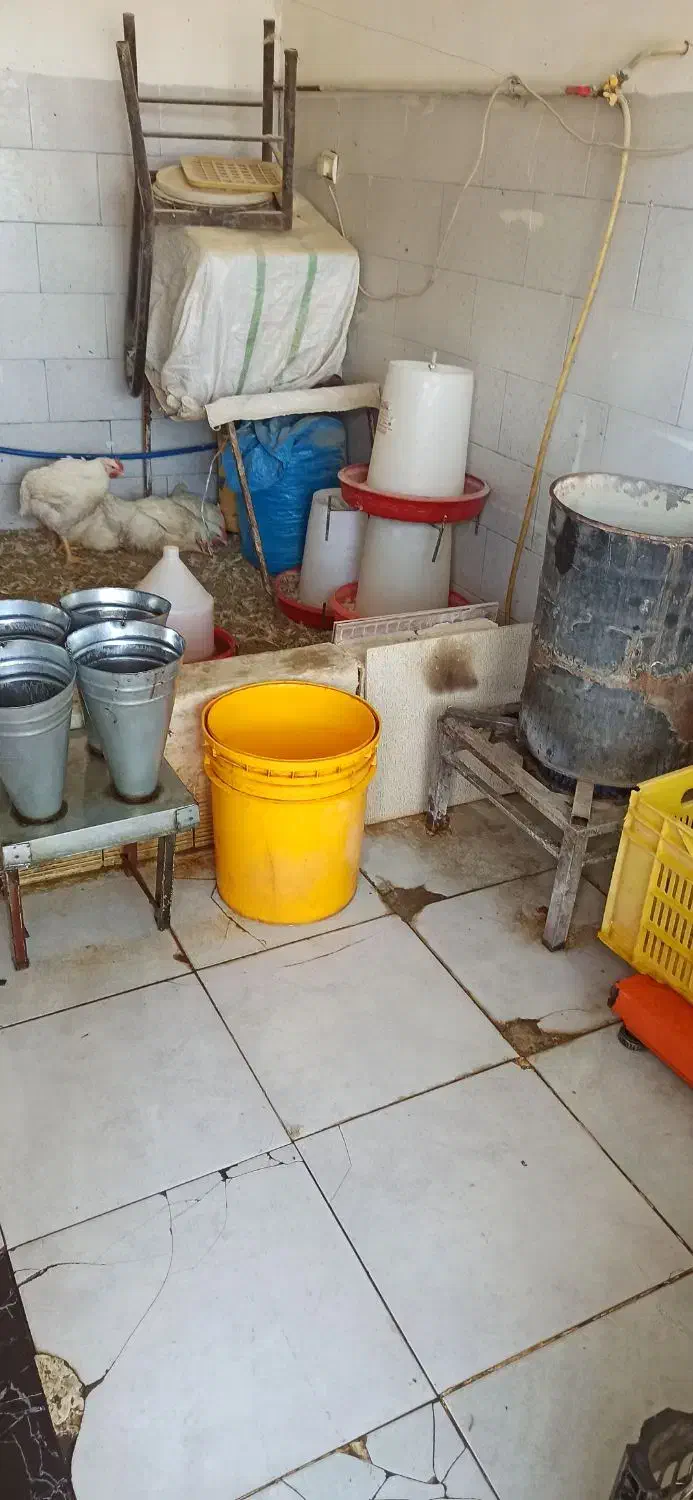 فروش لوازم کامل مرغ فروشی|فروشگاه و مغازه|کوهدشت, |دیوار