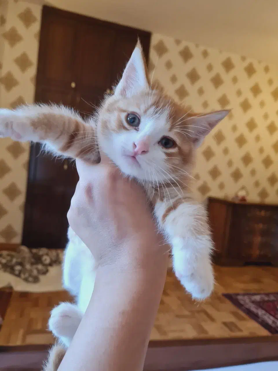 امور منزل و امور گربها|استخدام سرایداری و نظافت|هشتگرد, هشتگرد قدیم|دیوار