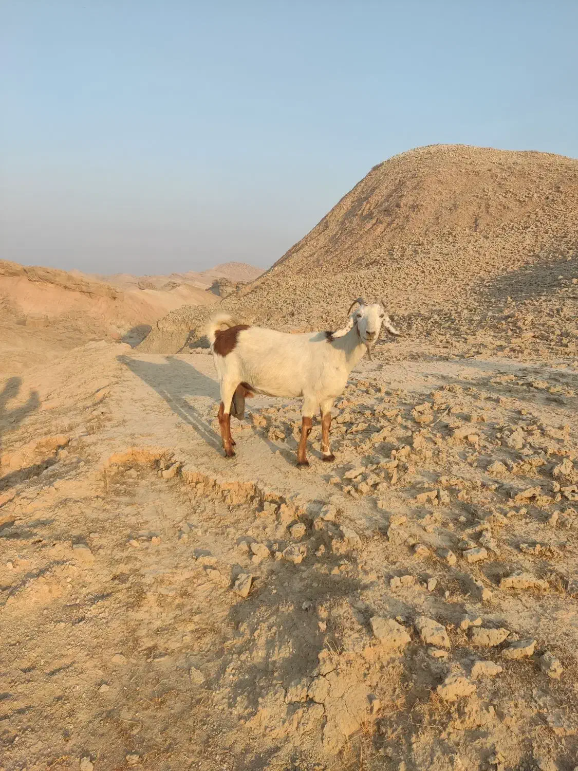 فروش دو عدد بز جوان دو قلو زا|حیوانات مزرعه|هندیجان, |دیوار