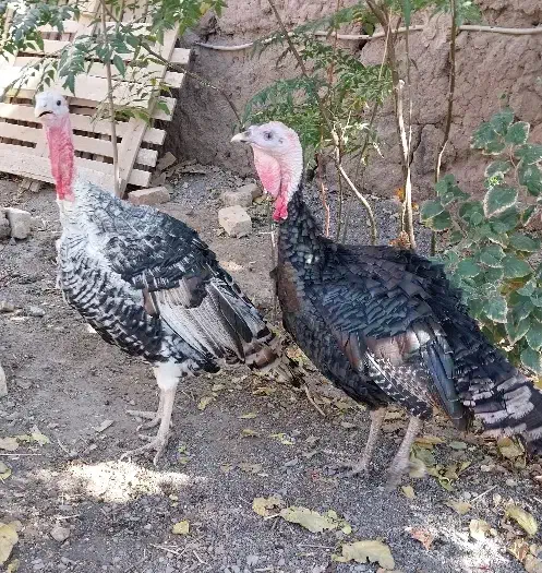 دوعددبوقلمون نر سالم ودرشت خلیل اباد|حیوانات مزرعه|خلیل آباد, |دیوار