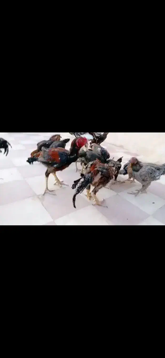 مرغ و خروس لاری|حیوانات مزرعه|کوه چنار, |دیوار