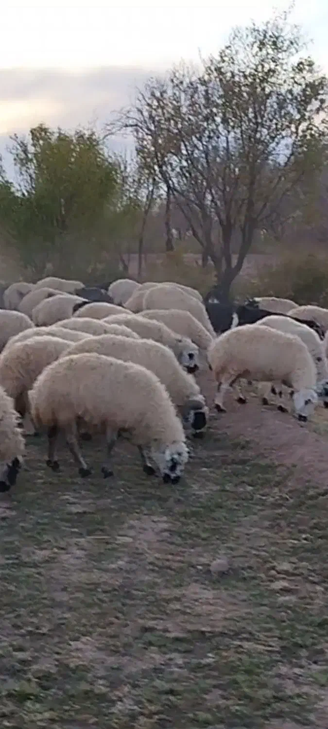 میش وبز|حیوانات مزرعه|قمصر, |دیوار