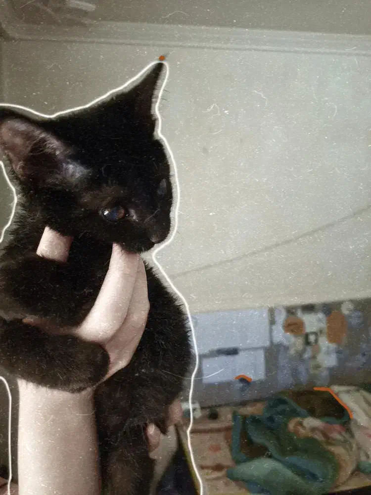 گربه نابینا|گربه|شیراز, هفت تنان|دیوار