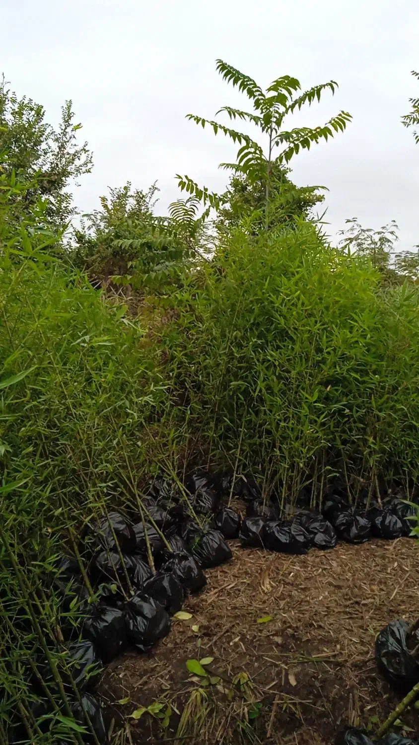 تولید و فروش مستقیم خیزران با بهترین کیفیت|گل و گیاه طبیعی|رشت, لاکان شهر|دیوار