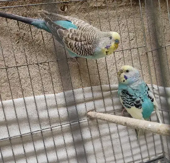 مرغ عشق با جوجه هاشون|پرنده|ری, شهرک نظامی|دیوار