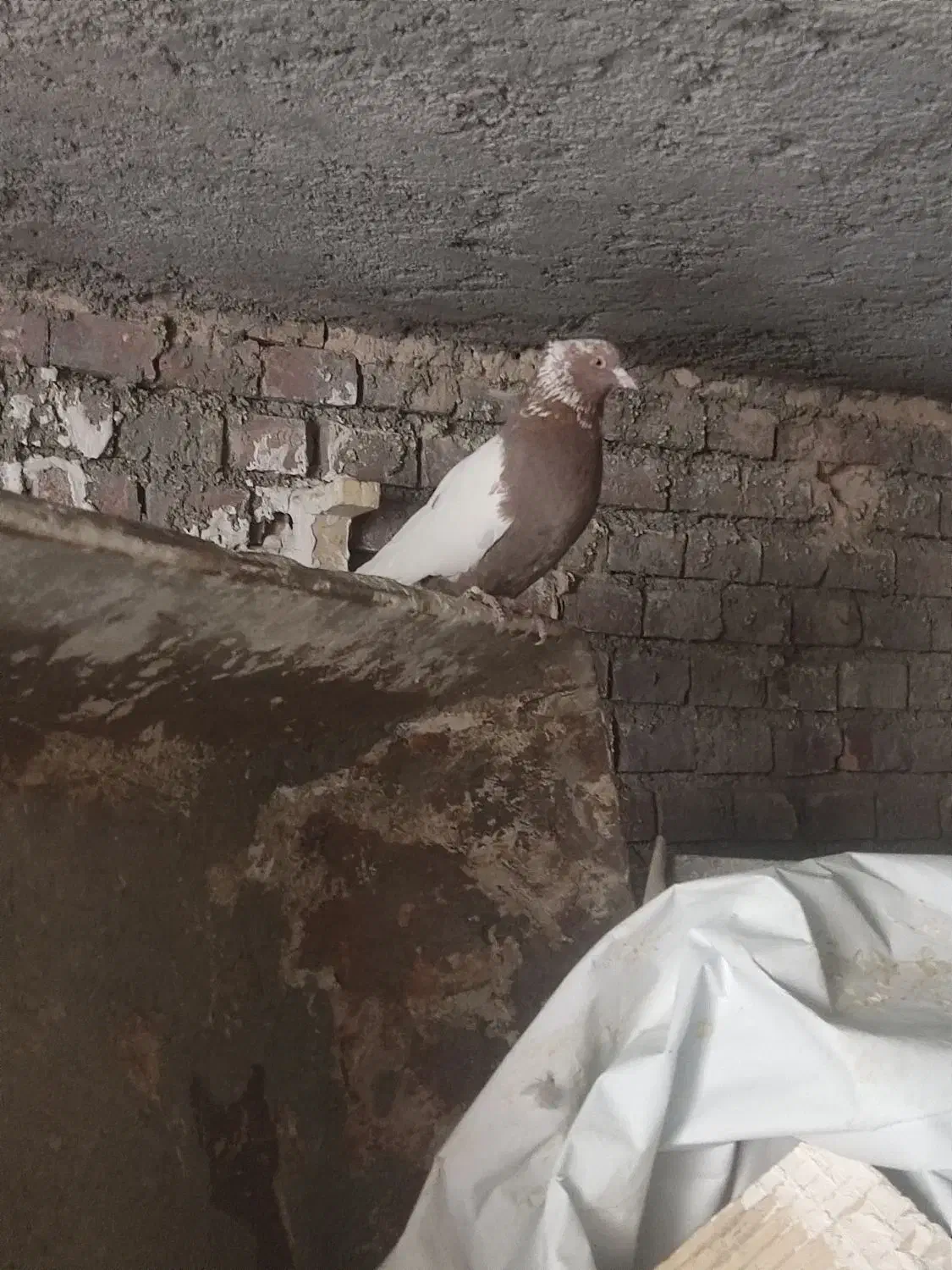 کبوتر کفتر|پرنده|زرند, |دیوار