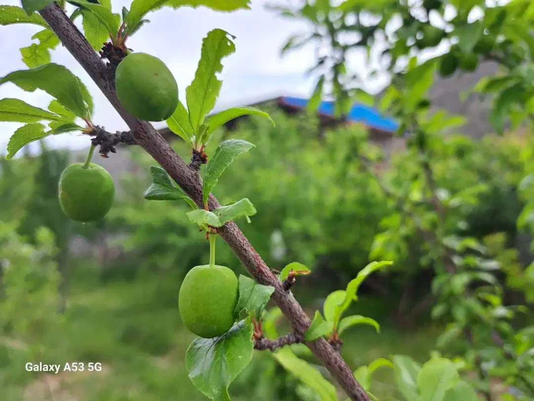 فروش ملک سردسیری درمانگاه دلفارد۶۳قصب دوکله|فروش خانه و ویلا|درب بهشت, |دیوار