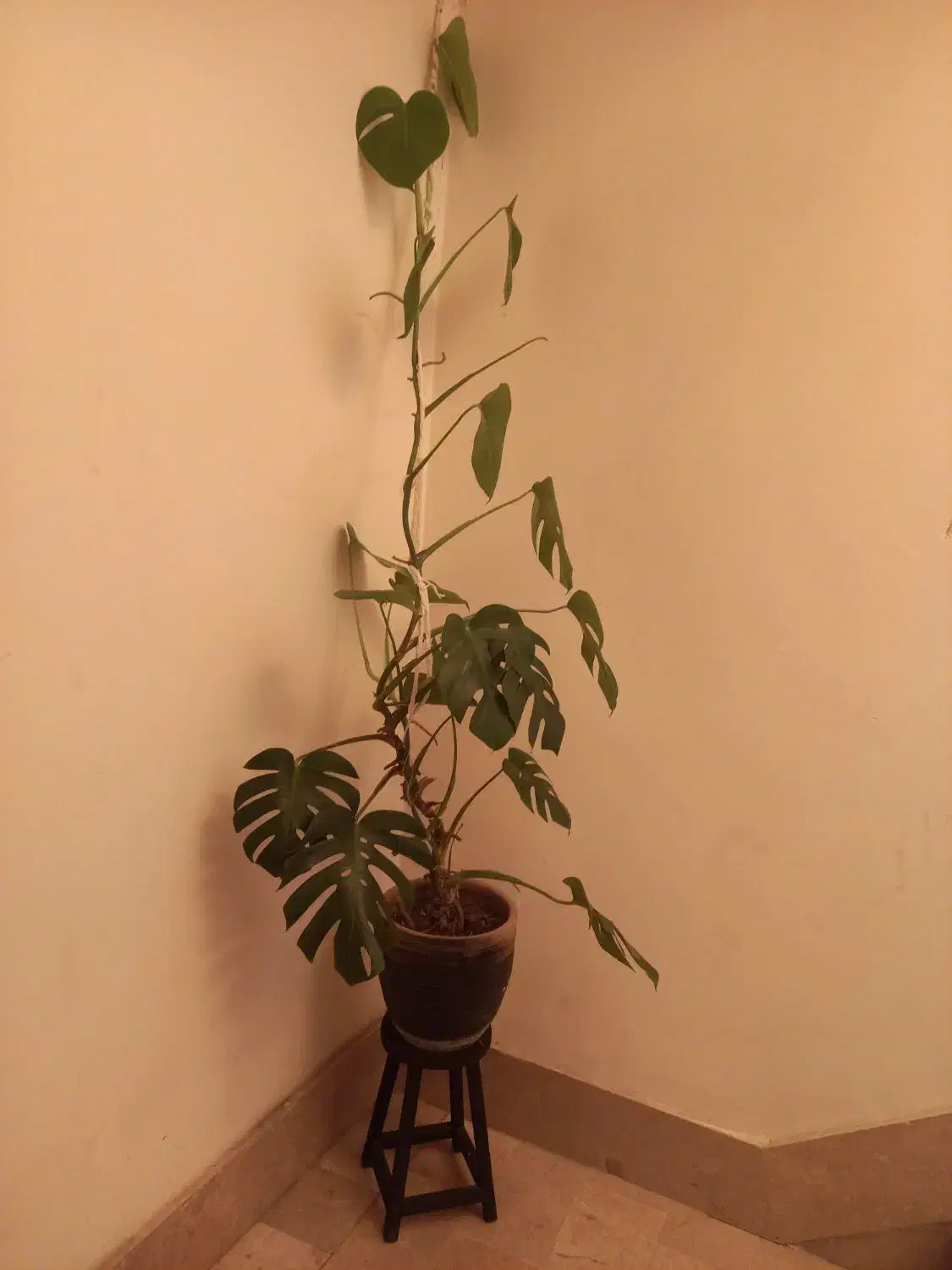 گلدان طبیعی|گل و گیاه طبیعی|مشهد, چهارچشمه|دیوار