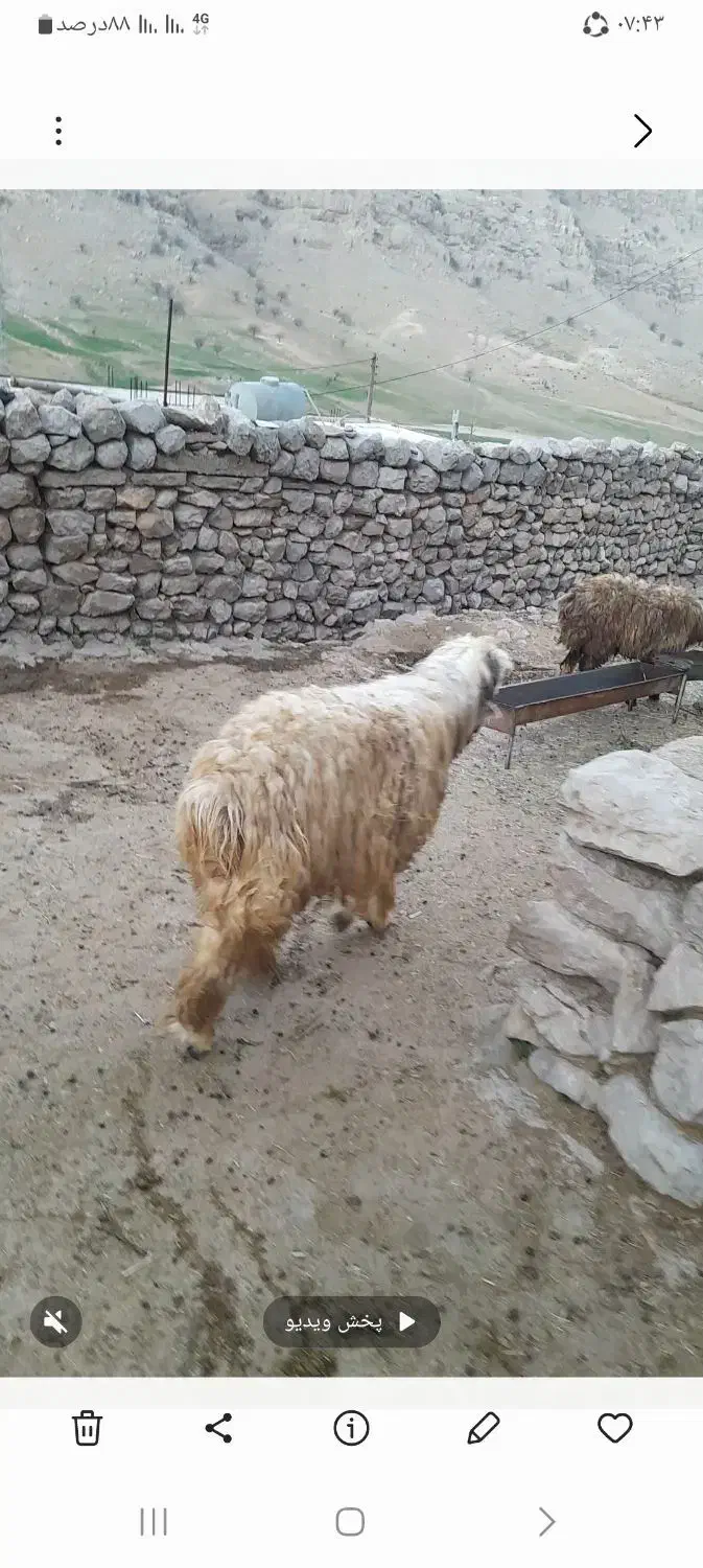 کهوه تخمی|حیوانات مزرعه|ایذه, |دیوار