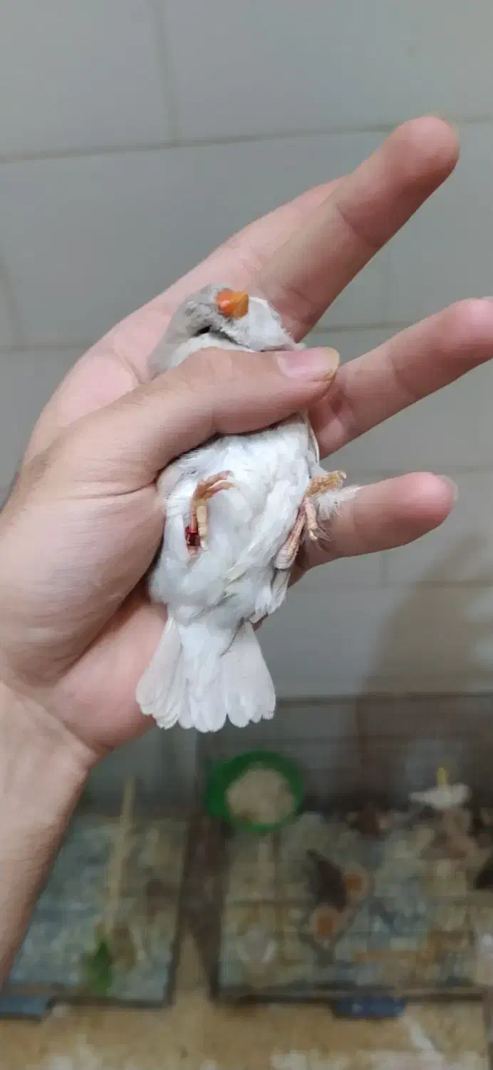 ماده جامبو لپ سفید|پرنده|اصفهان, باغ نگاره|دیوار