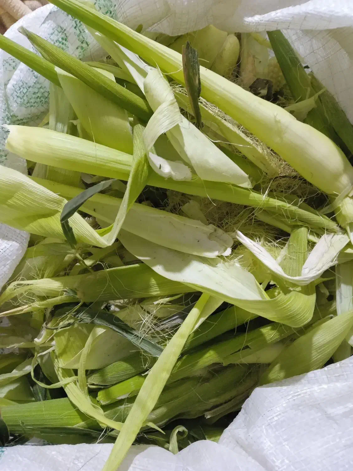 علوفه ی بلال|حیوانات مزرعه|نسیم‌شهر, |دیوار