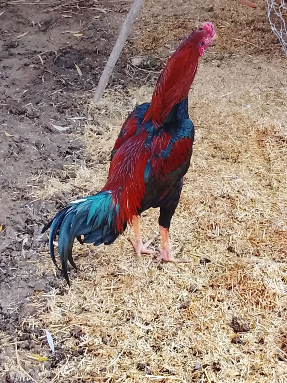 خروس|حیوانات مزرعه|خوی, |دیوار