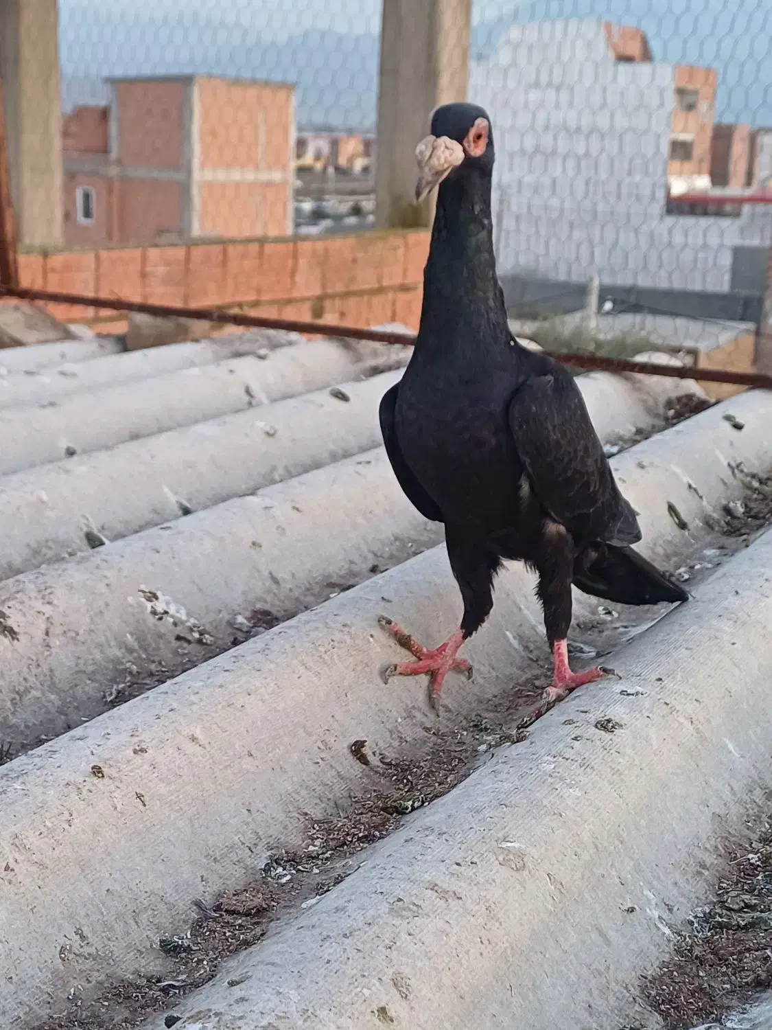 زاغ سیستانی|پرنده|نگین شهر, |دیوار