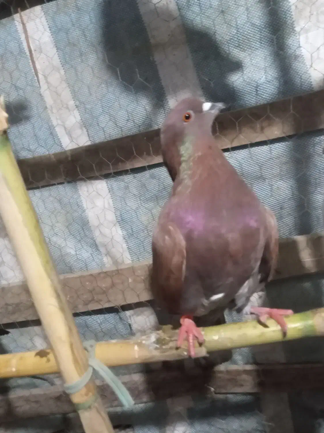 کبوتر|پرنده|شفت, |دیوار