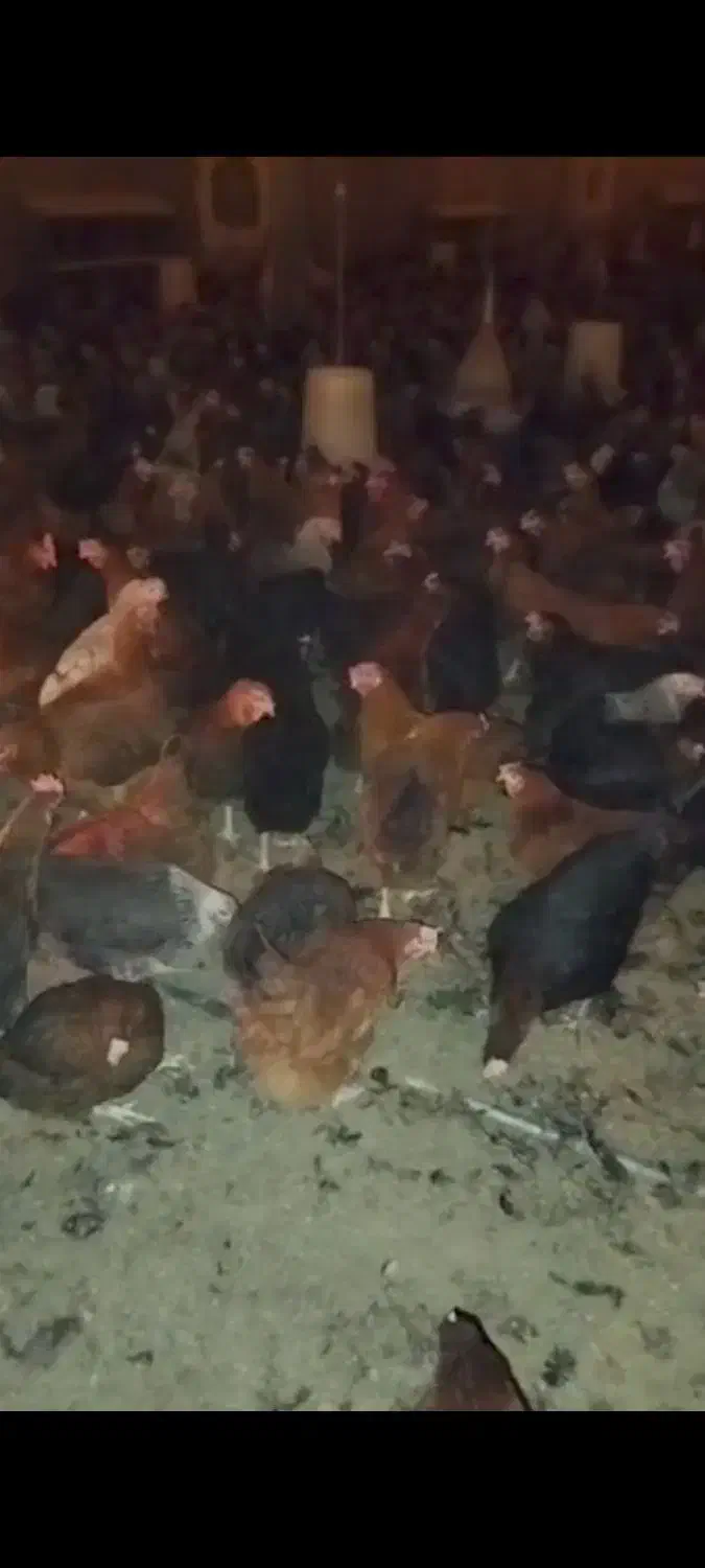 ۹۰۰ عدد مرغ تخمگذار وزن ۲ کیلو|حیوانات مزرعه|رشت, فلسطین|دیوار