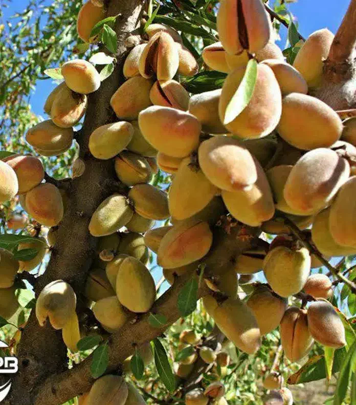 عرضه نهال بادام شکوفه|خدمات باغبانی و درختکاری|نمین, |دیوار