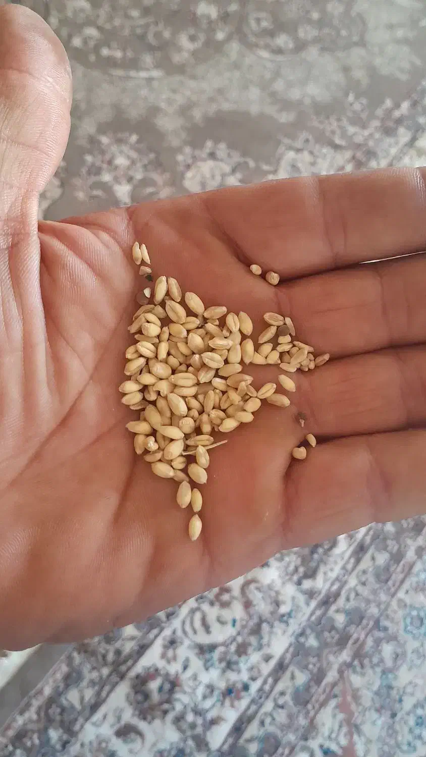 گندم|عمدهفروشی|اشترینان, |دیوار