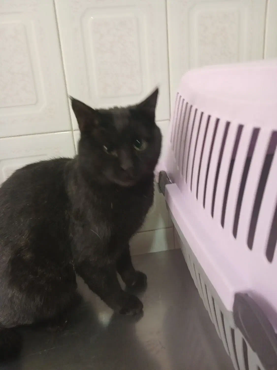 گربه|گربه|شهرکرد, |دیوار