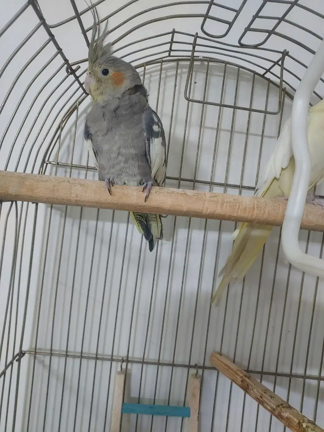 عروس هلندی نر ماده جفت خورده|پرنده|تهران, دبستان|دیوار