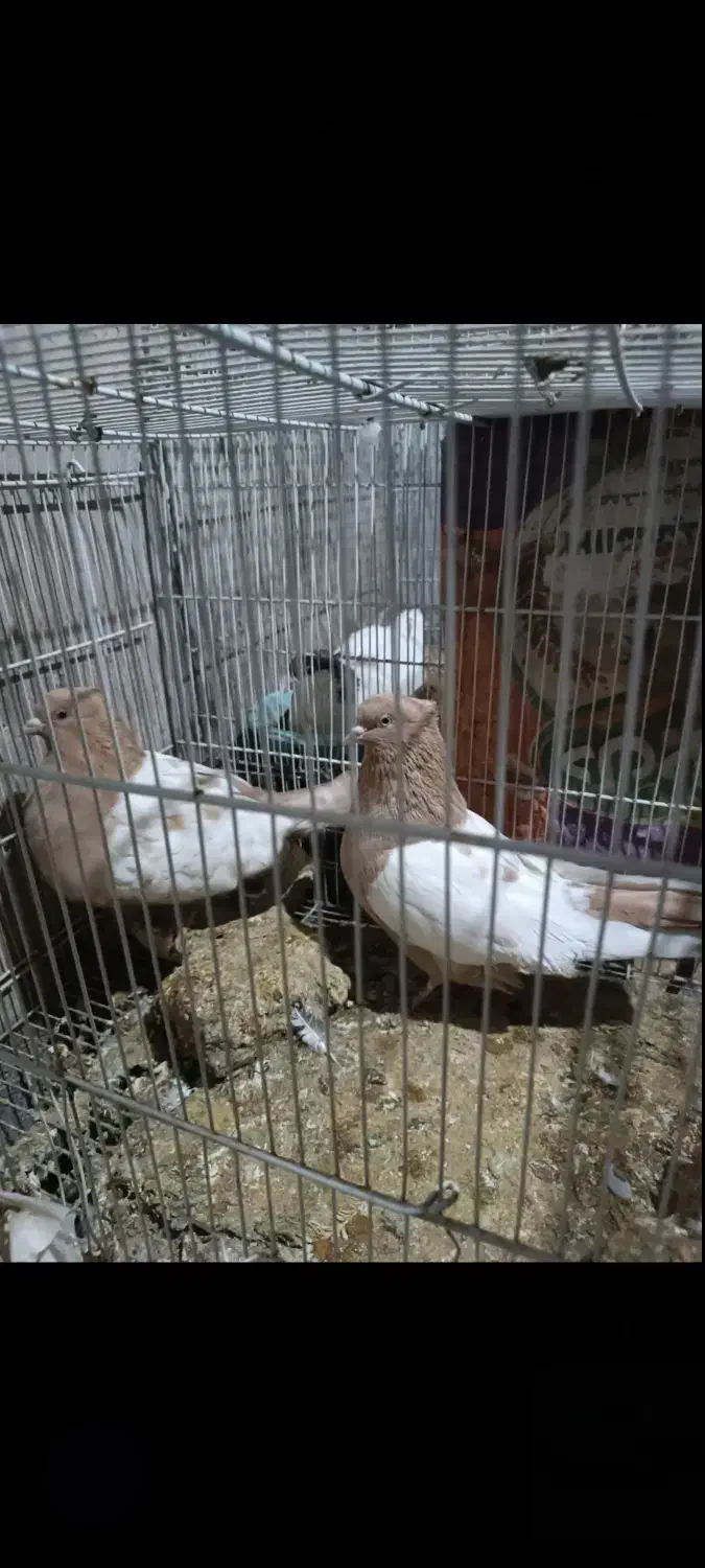 سینه زرد|پرنده|سبزوار, بیهق شرقی|دیوار