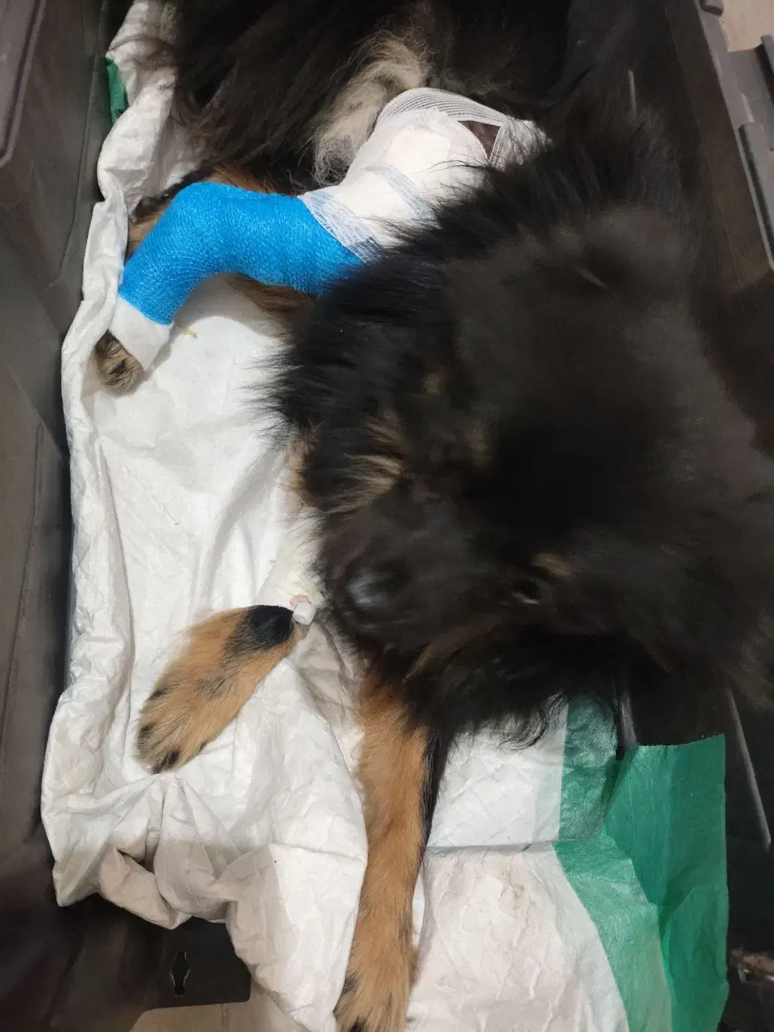 توله سگ پامرین گمشده|حیوانات|کوهسار (البرز), |دیوار