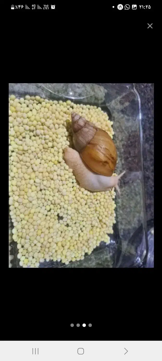 حلزون کلاژن ساز اچانتیا|خزنده|بندرعباس, |دیوار