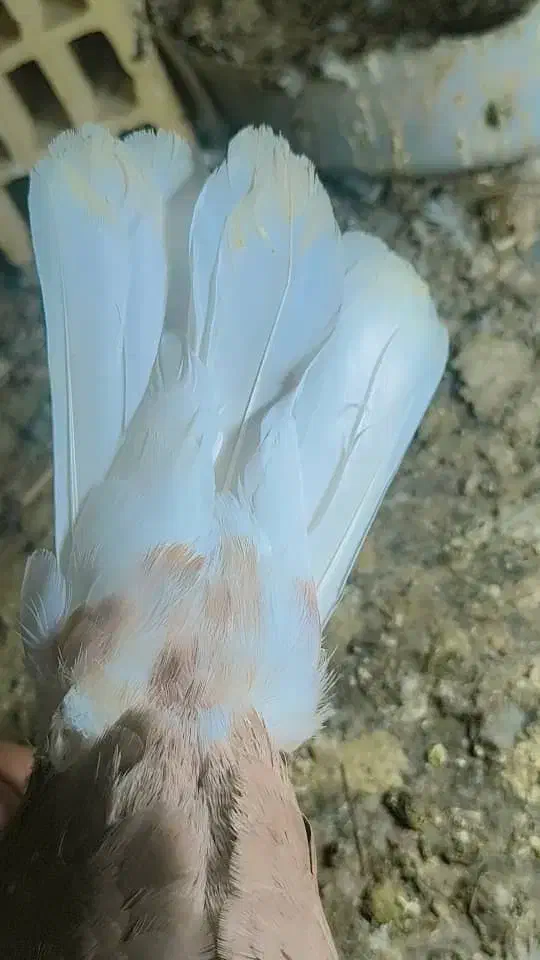 کفتر رنگی سرخ دمسفید|پرنده|رباطکریم, شهرک صنعتی زوارهای|دیوار