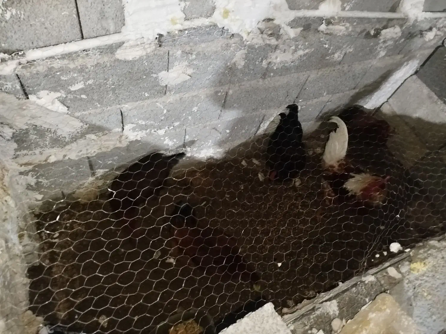 مرغ خروس|حیوانات مزرعه|جوانرود, |دیوار