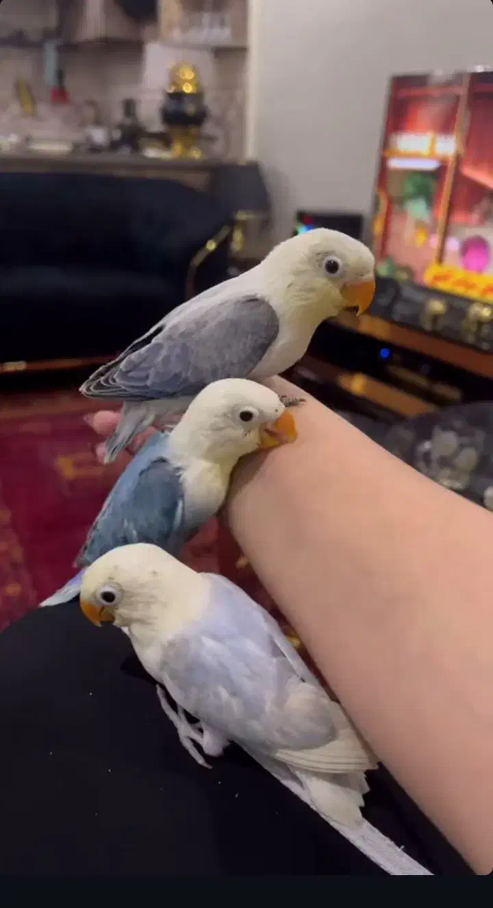 طوطی برزیلی بهترین نژاد|پرنده|قدس, شهر‌قدس|دیوار