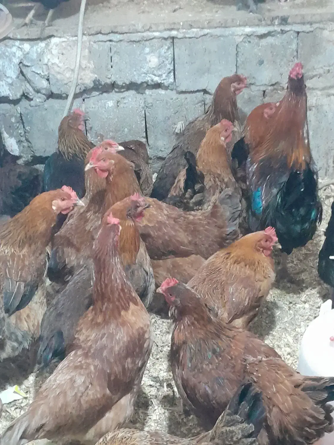 ۳۰ عدد مرغ دانه ای ۴۵۰|حیوانات مزرعه|ماکلوان, |دیوار