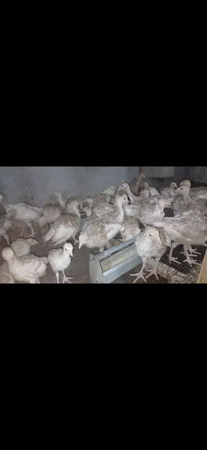 جوجه بوقلمون بوربون ۱ ماهه|حیوانات مزرعه|بندر ماهشهر, |دیوار