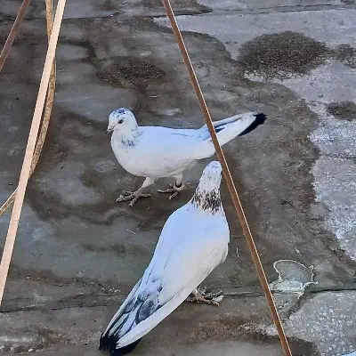 یه جفت کبوتر سرحال|پرنده|شاهینشهر, گرگاب|دیوار