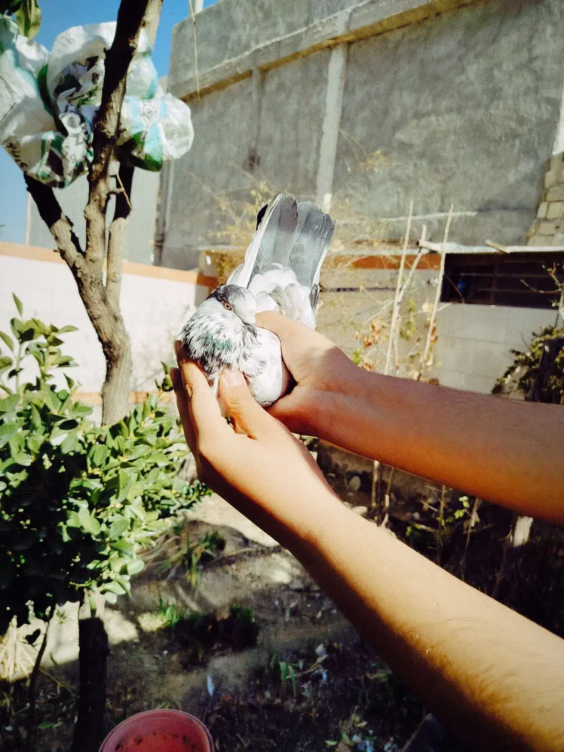 نر سوسکی پرشی|پرنده|مبارکه, |دیوار