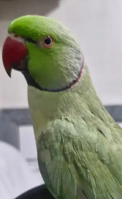 طوطی ملنگو دستی|پرنده|فرخشهر, |دیوار