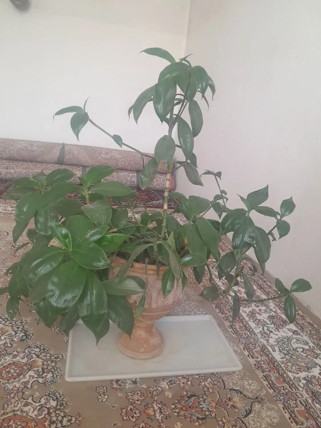 گل طبیعی|گل و گیاه طبیعی|روانسر, |دیوار