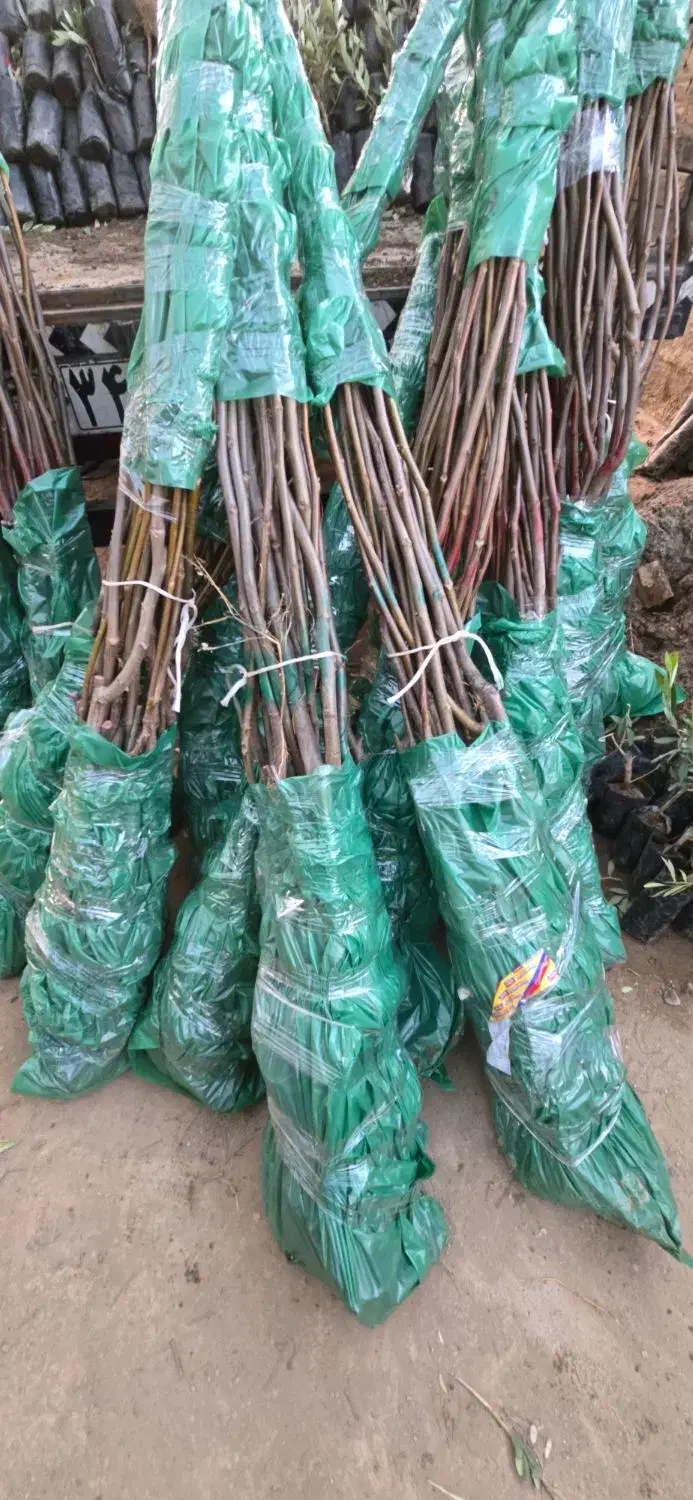 ـ نهـال گردوی فرنور و چندلر|خدمات باغبانی و درختکاری|سنندج, |دیوار