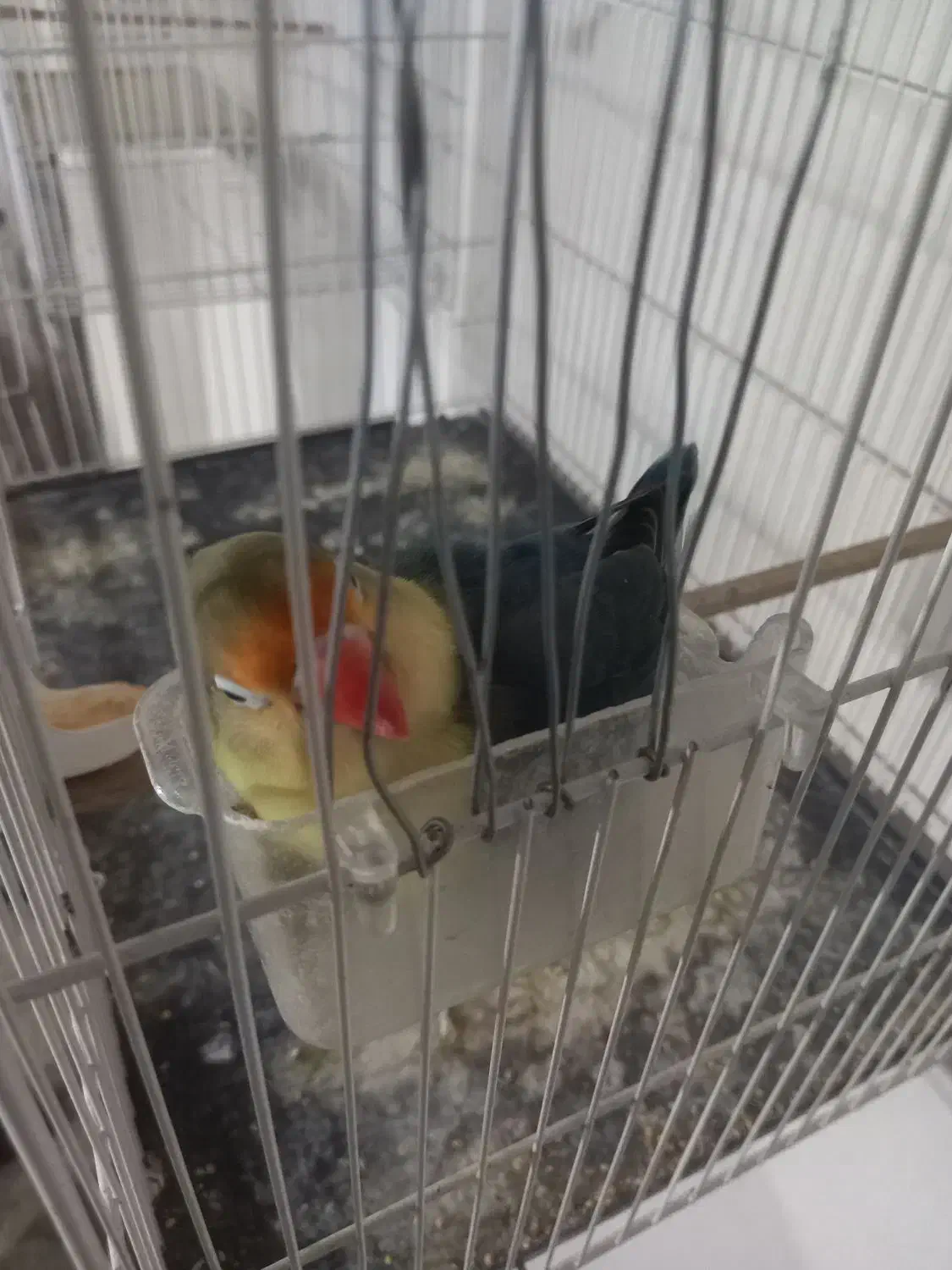 عروس کوتوله|پرنده|تربتحیدریه, یحیی آباد|دیوار