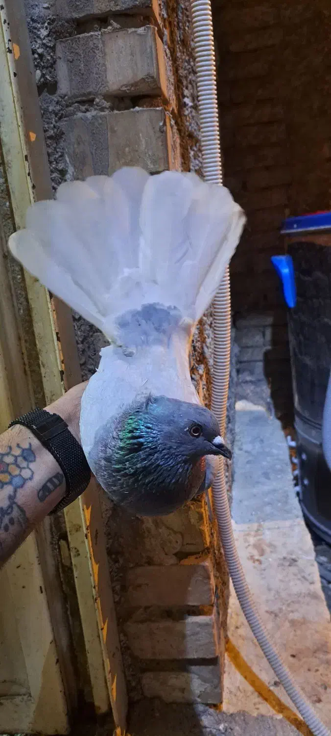 کبوتر دم سفید ۵ عدد|پرنده|اهواز, منبع اب|دیوار