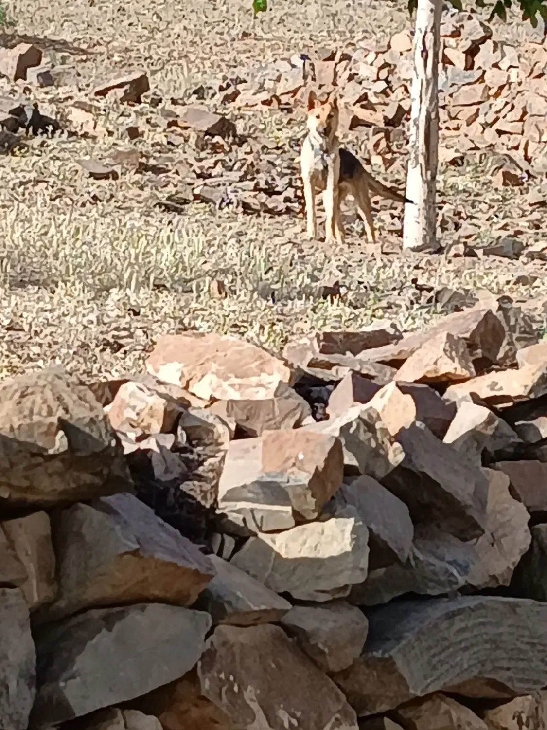 سگ ژرمن ماده|سگ|نطنز, |دیوار