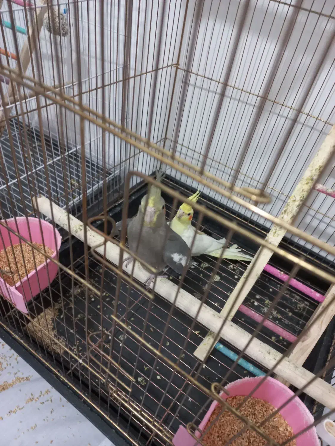 جوجه عروس هلندی ۳ ماهه دانه خور|پرنده|مشهد, کشف|دیوار