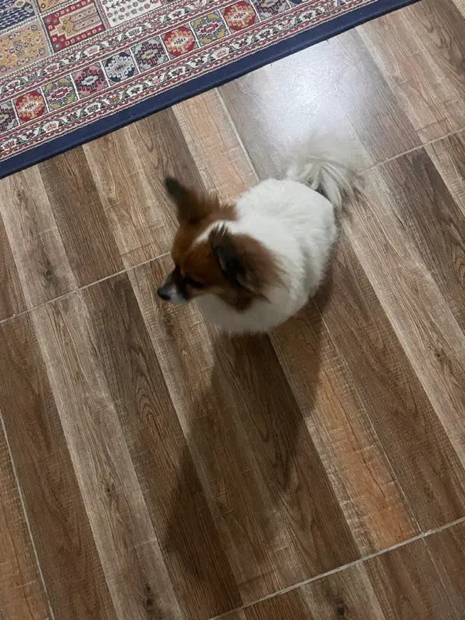 واگذاری سگ پامر اشپیتز|سگ|لنگرود, |دیوار