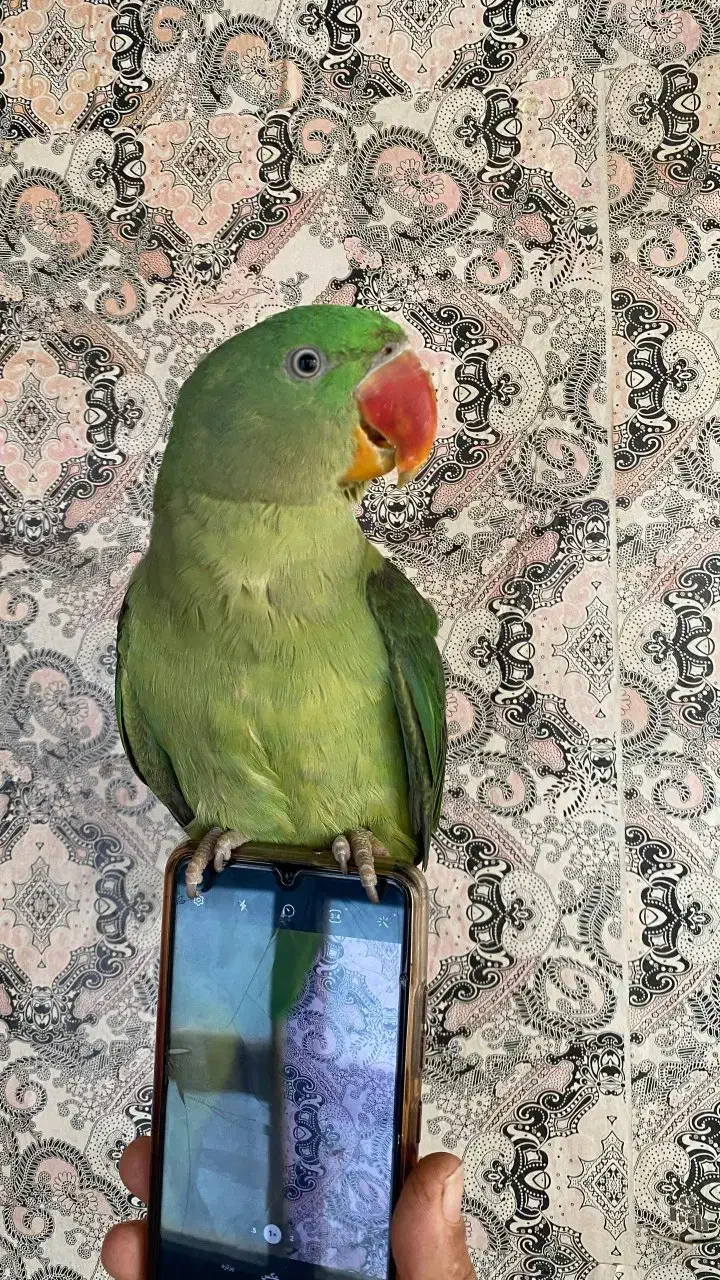 شاه طوطی نر|پرنده|مراغه, |دیوار