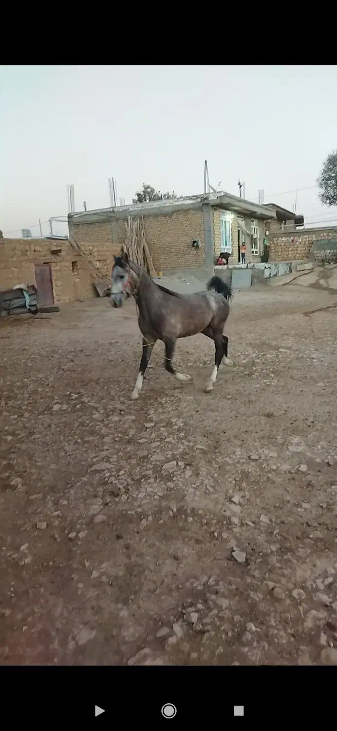 کره نریان|اسب و تجهیزات اسب‌سواری|کرمانشاه, |دیوار