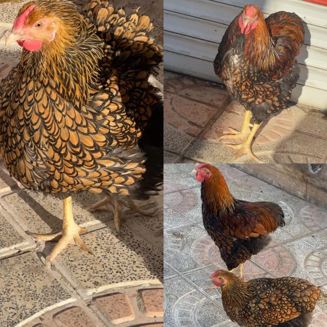 جوجه ویاندوت ایام سمانی برهما لهستانی مرغ وخروس|حیوانات مزرعه|رشت, لاکان|دیوار