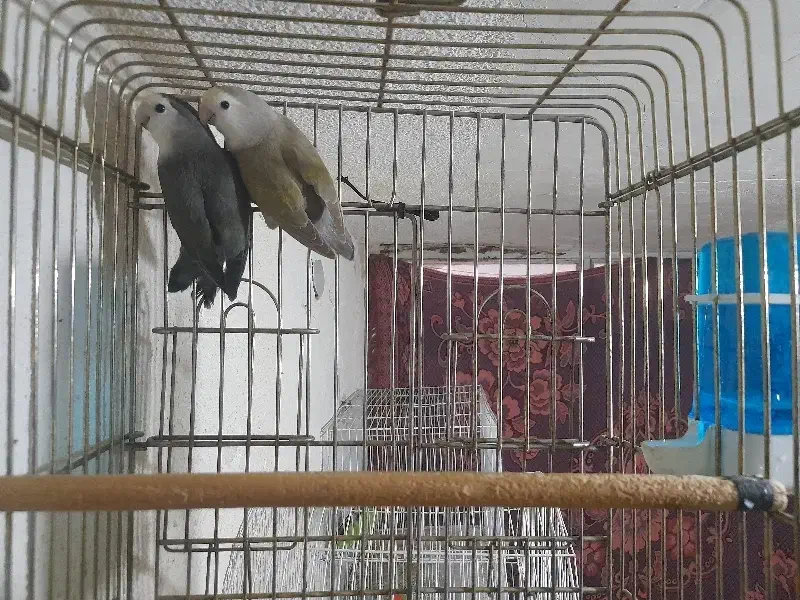 طوطی کوتوله رنگ خاص زینتی|پرنده|تبریز, |دیوار