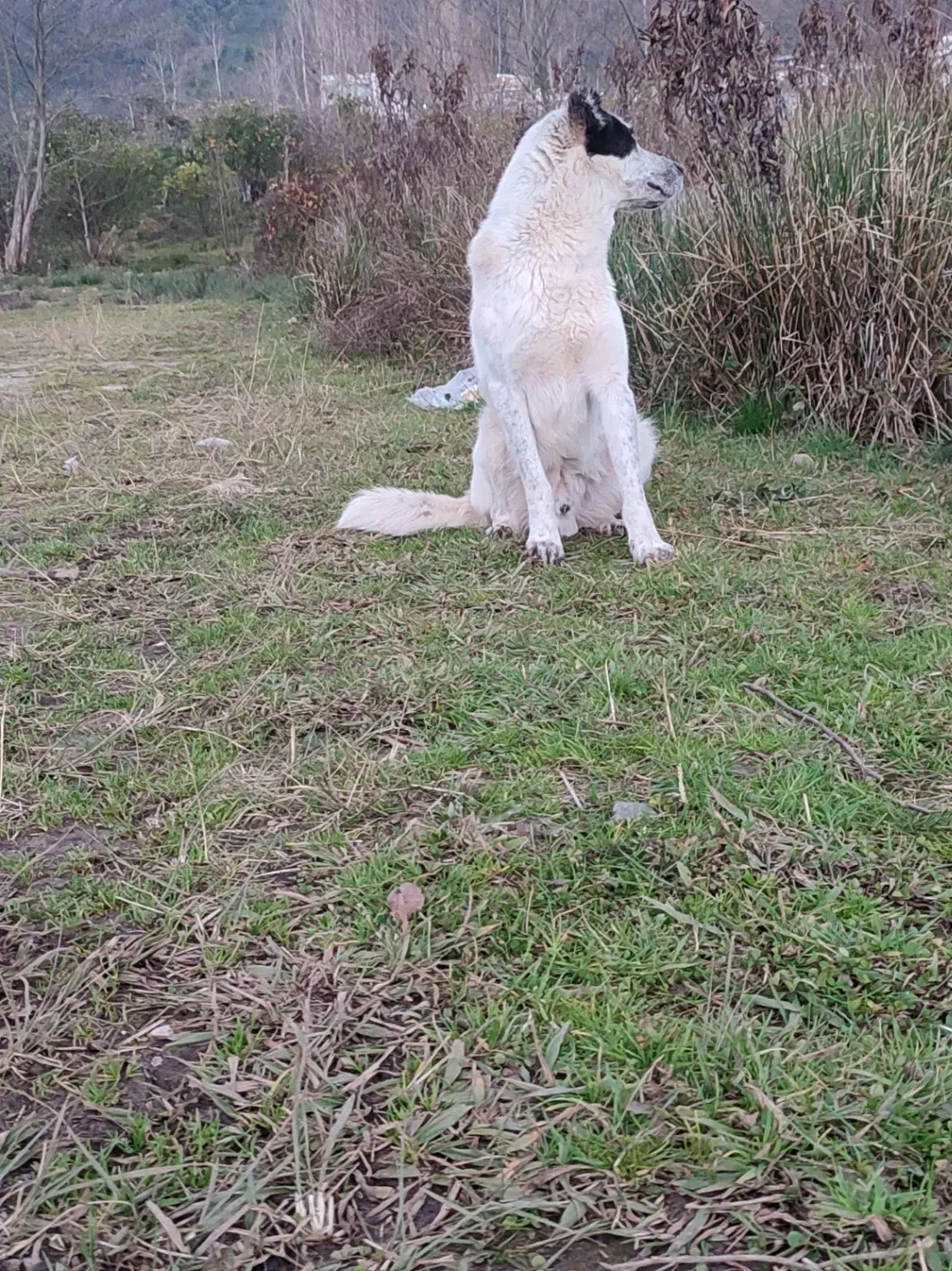 سگ دورگ سراب فوری|سگ|چابکسر, |دیوار