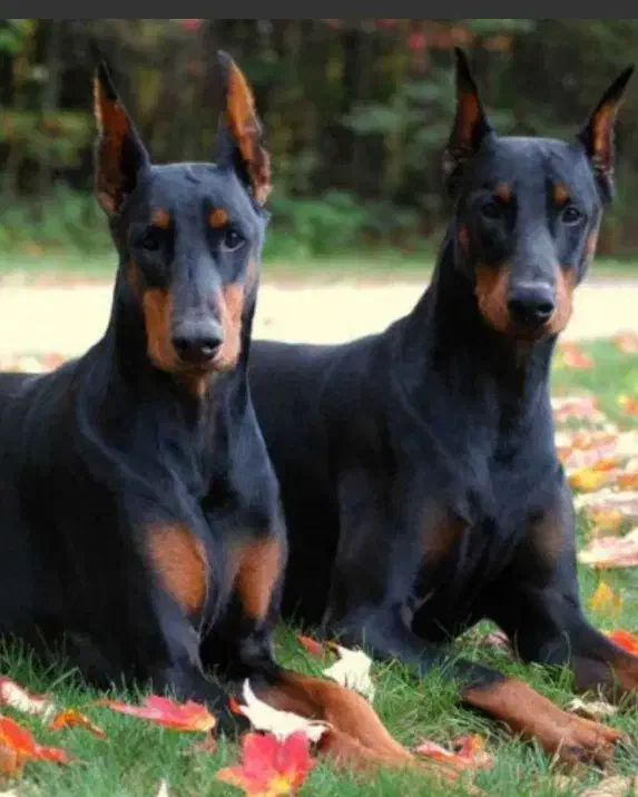 واگذاری سگ دوبرمن توله|سگ|شهریار, شهرک وائین|دیوار